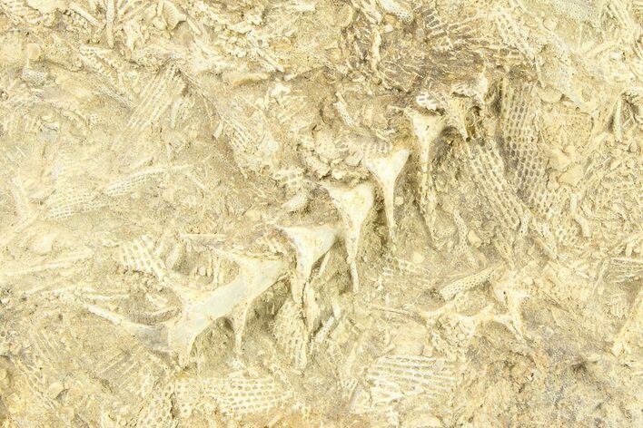 Archimedes Screw Bryozoan Fossil - Illinois #282701